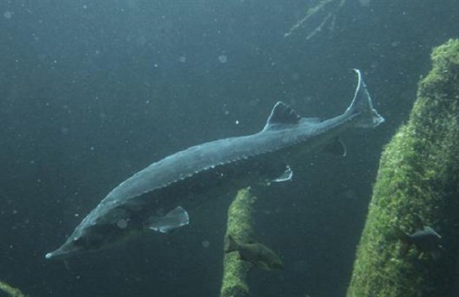 Riba skočila u čamac i ubila petogodišnju djevojčicu