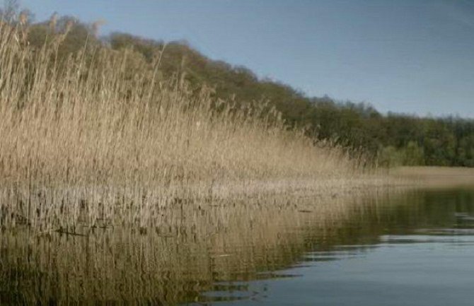 Gledanje u ovaj video oslobodiće vas stresa