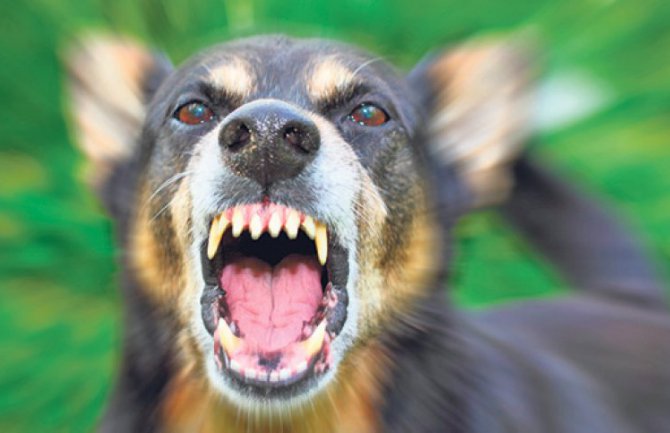 2.000 eura odštete zbog ujeda psa lutalice