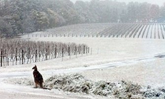 U Australiji pada snijeg!