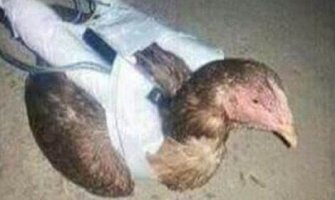 Novo oružje Islamske države: Kokoške-samoubice