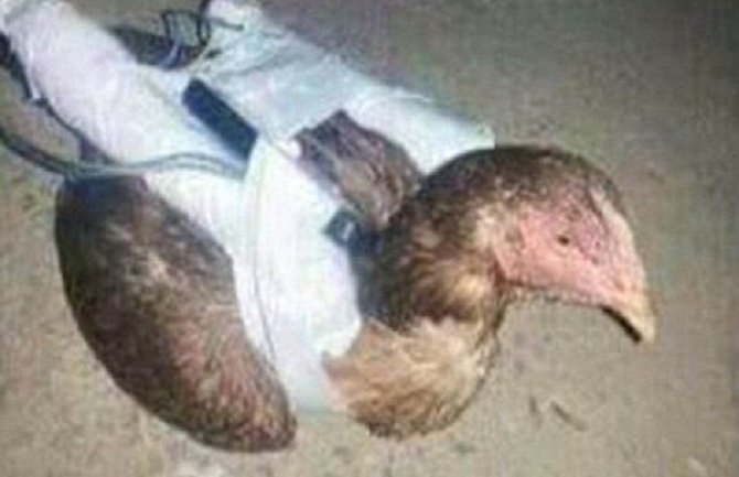 Novo oružje Islamske države: Kokoške-samoubice