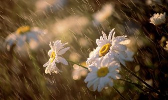 Pretežno sunčano, na sjeveru ponegdje kiša, do 38 stepeni