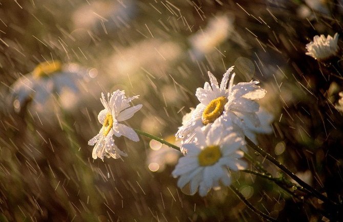 Pretežno sunčano, na sjeveru ponegdje kiša, do 38 stepeni