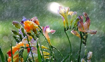 Popodne kiša, do 37 stepeni