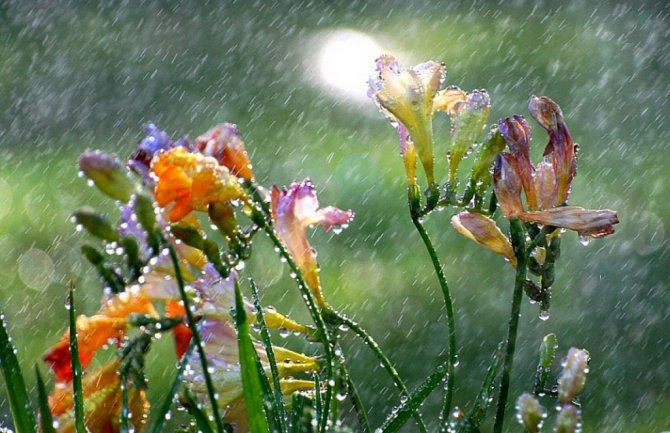 Popodne kiša, do 37 stepeni