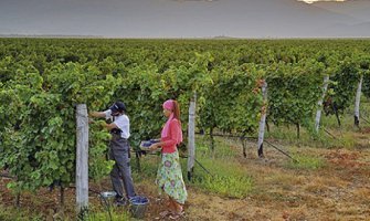 Plantaže traže 700 sezonskih radnika