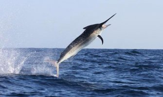 Na ulazu u Bokokotorski zaliv ulovili sabljarku dugu 1,8 metara!