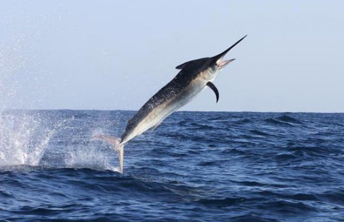 Na ulazu u Bokokotorski zaliv ulovili sabljarku dugu 1,8 metara!
