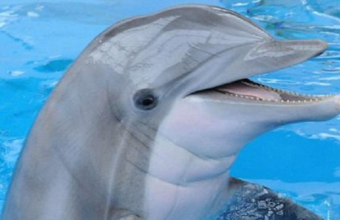 Uhapšen delfin - špijun