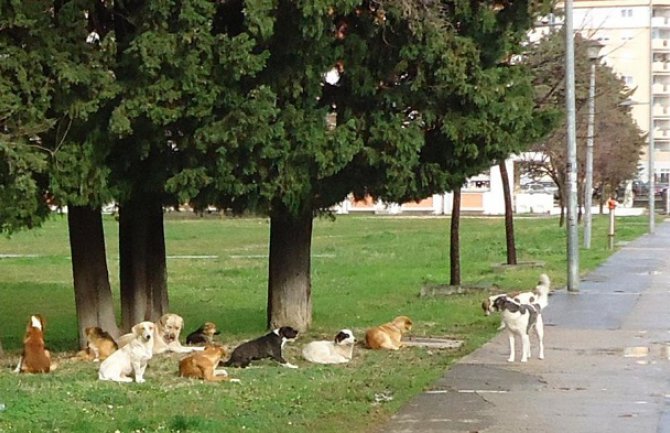 Pse lutalice iz Bara voze za Budvu