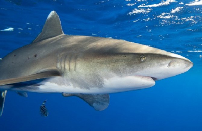 U napadu morskog psa teško povrijeđen surfer