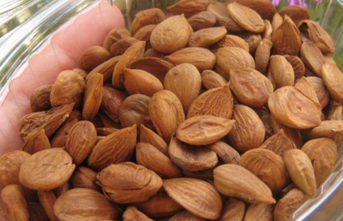 Jezgro šljive za jači imunitet