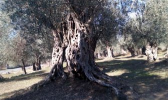 Ulcinj: Rod maslina znatno slabiji, ali plod zdraviji