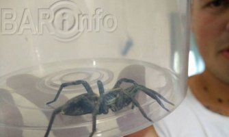 Danas popodne: Baranin ulovio tarantulu (Foto)
