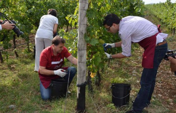 I ministar Ivanović brao grožđe(FOTO/VIDEO)