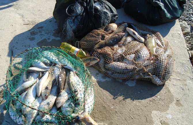 Zaplijenjeno 350 kg ribe na Skadarskom jezeru