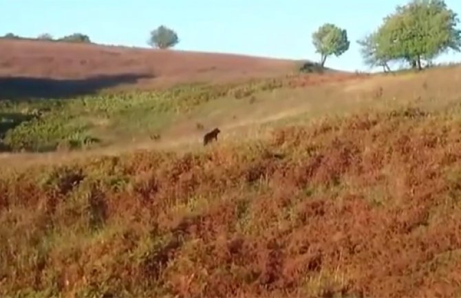 Snimljen medvjed koji danima šeta selima u BIH(VIDEO)