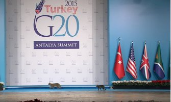 Mačke na samitu G20(VIDEO)