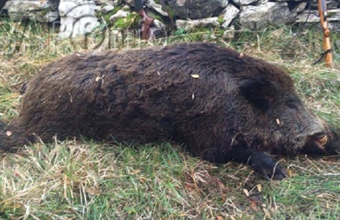 Ulovili vepra od skoro 200 kila