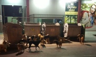 U Ulcinju otrovano na desetine pasa i mačaka