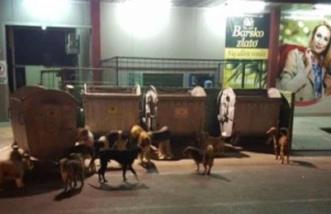 U Ulcinju otrovano na desetine pasa i mačaka