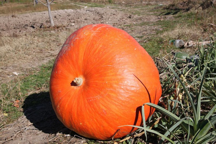 aapicture201511226866994web