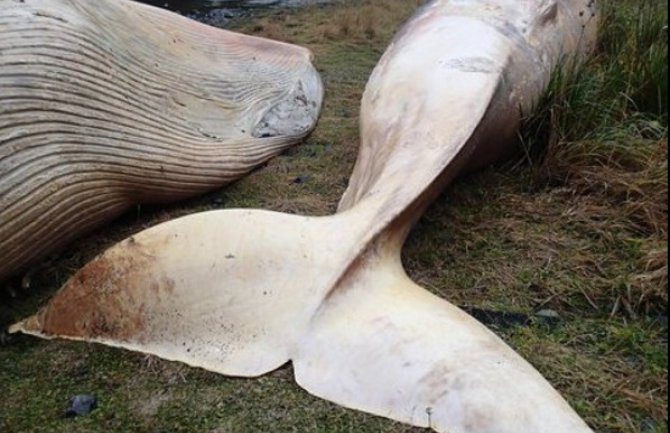 Najveći pomor kitova ikada: Na obali Čilea nasukano više od 300 kitova(VIDEO)