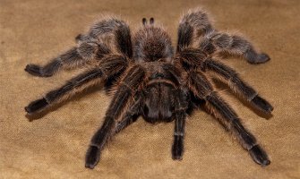 Novi lijek: Oslobodite se straha od pauka za dva minuta