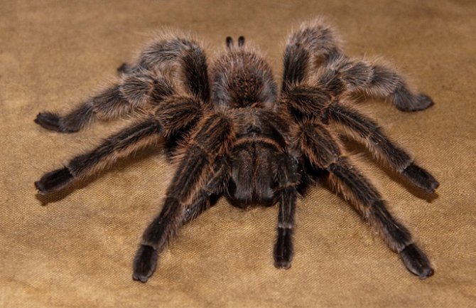 Novi lijek: Oslobodite se straha od pauka za dva minuta
