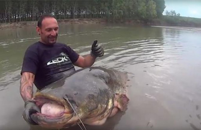 Nakon sat vremena borbe upecao soma od 120 kg!(VIDEO)