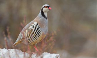 Slabo čuvamo naše ptice