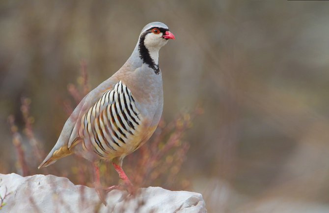 Slabo čuvamo naše ptice