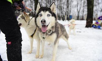 Sibirski haski i moto-akrobacije oduševili posjetioce