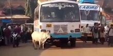 Nevjerovatno: Ova krava svaki dan zaustavlja autobus koji joj je ubio tele (VIDEO)