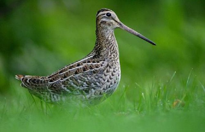 Zaplijenjeno 12 šljuka na graničnom prelazu Luka Bar
