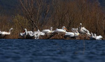 Skadarsko jezero trenutno je dom za 178 pelikana