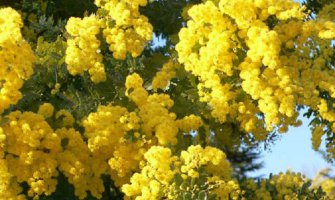 Ovogodišnji Praznik mimoze počinje 5. februara