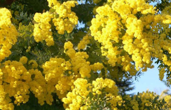 Ovogodišnji Praznik mimoze počinje 5. februara