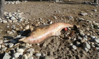 Neodgovornost nadležnih: Leš delfina danima na plaži u Šušnju(FOTO)