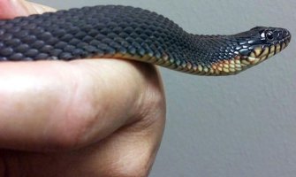 Aerodrom  se izvinio putnicima zbog  zmije u terminalu za prtljag