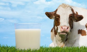 Monstat: U novembru prikupljeno 2,1 milion litara mlijeka