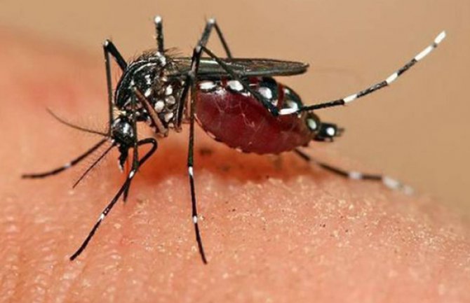 Jedna osoba u Danskoj pozitivna na virus Zika