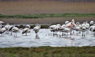 Još uvjek niste vidjeli flamingose, a živite u Crnoj Gori?!