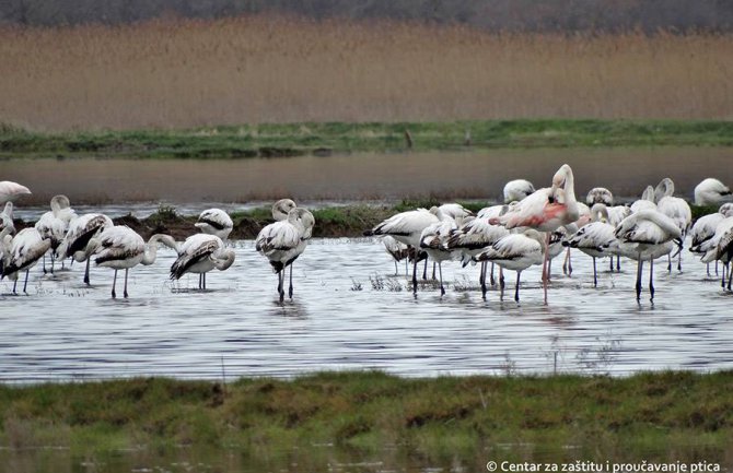 Još uvjek niste vidjeli flamingose, a živite u Crnoj Gori?!