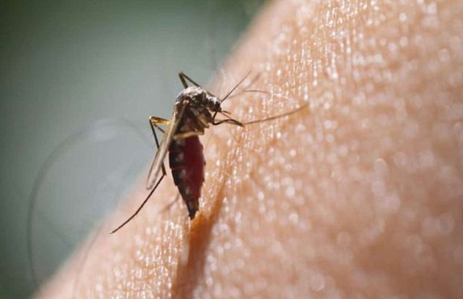 U Srbiji raste broj zaraženih groznicom Zapadnog Nila, preminula još jedna osoba 