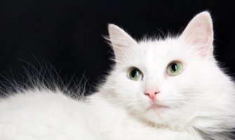 Turska: Mačka spriječila silovanje 18-godišnje djevojke