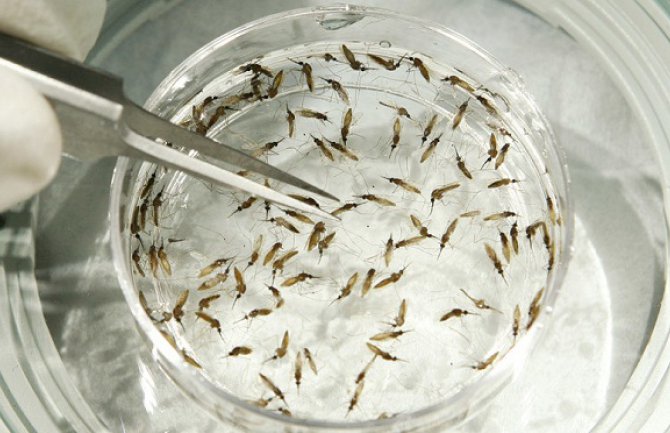 UN upozorile: Virus zika mogao bi da pogodi Crnu Goru, Hrvatsku, Grčku, Italiju!