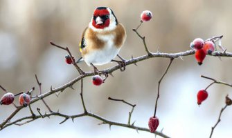 Evo kakvo nas vrijeme očekuje do srijede