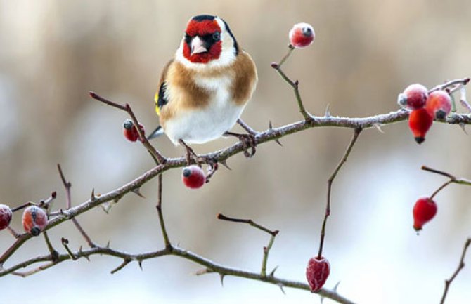 Evo kakvo nas vrijeme očekuje do srijede